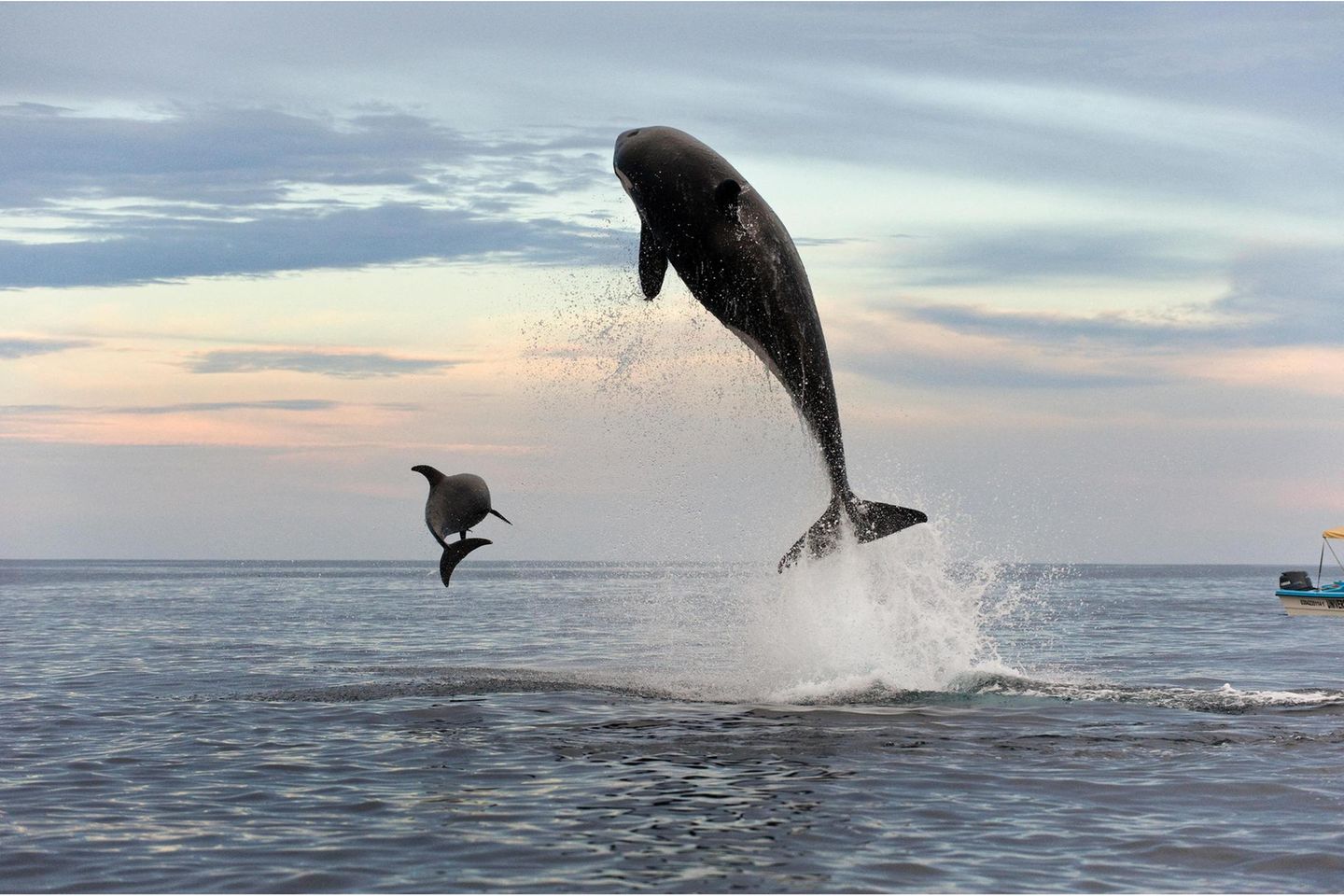 Orca attacking a Bottlenose dolphin