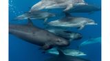 False killer whales (Pseudorca crassidens)