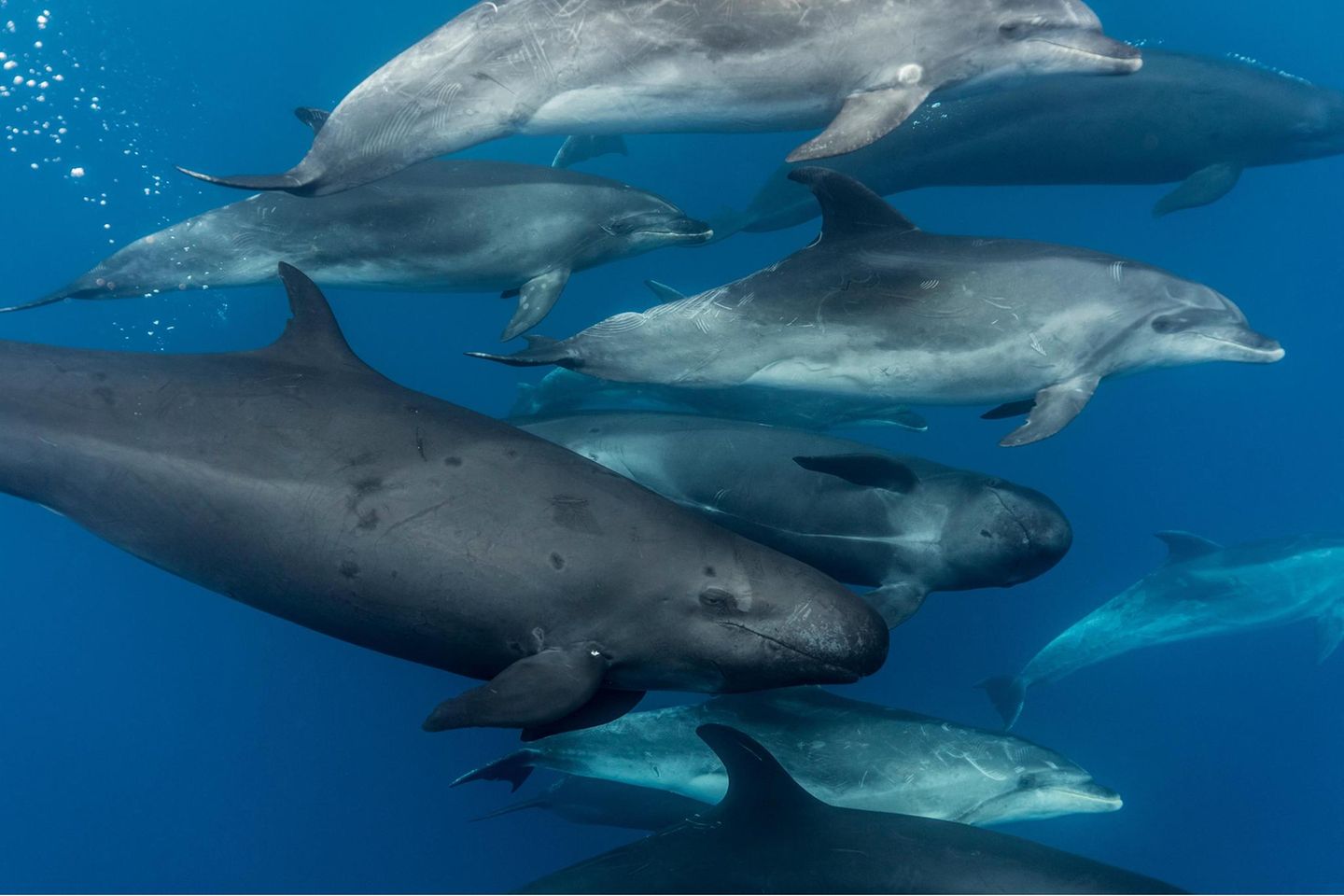 False killer whales (Pseudorca crassidens)