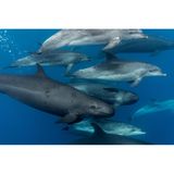 False killer whales (Pseudorca crassidens)