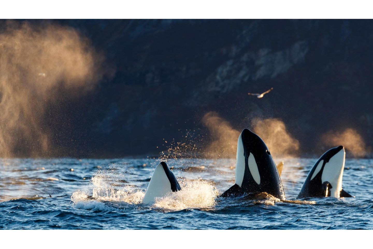 Killer whales / orcas (Orcinus orca).
