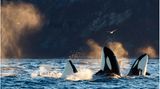 Killer whales / orcas (Orcinus orca).