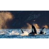 Killer whales / orcas (Orcinus orca).
