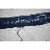 Narwhal (Monodon monoceros) group in ice break