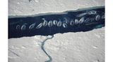 Narwhal (Monodon monoceros) group in ice break