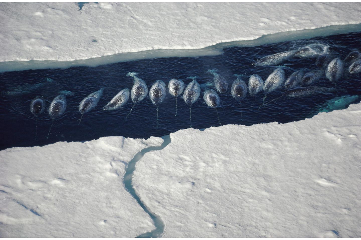 Narwhal (Monodon monoceros) group in ice break