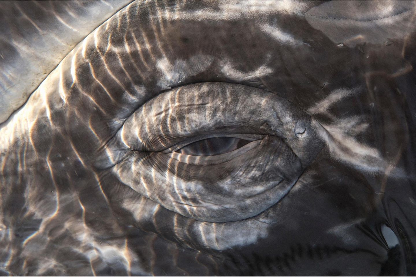 Gray whale (Eschrichtius robustus)