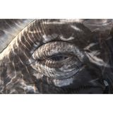 Gray whale (Eschrichtius robustus)