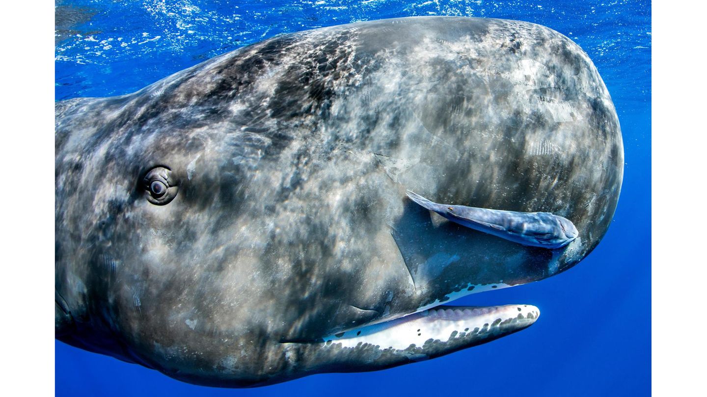 Sperm whale (Physeter macrocephalus)
