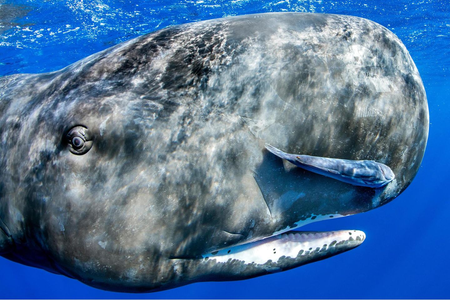 Sperm whale (Physeter macrocephalus)