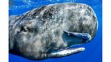 Sperm whale (Physeter macrocephalus)