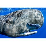 Sperm whale (Physeter macrocephalus)