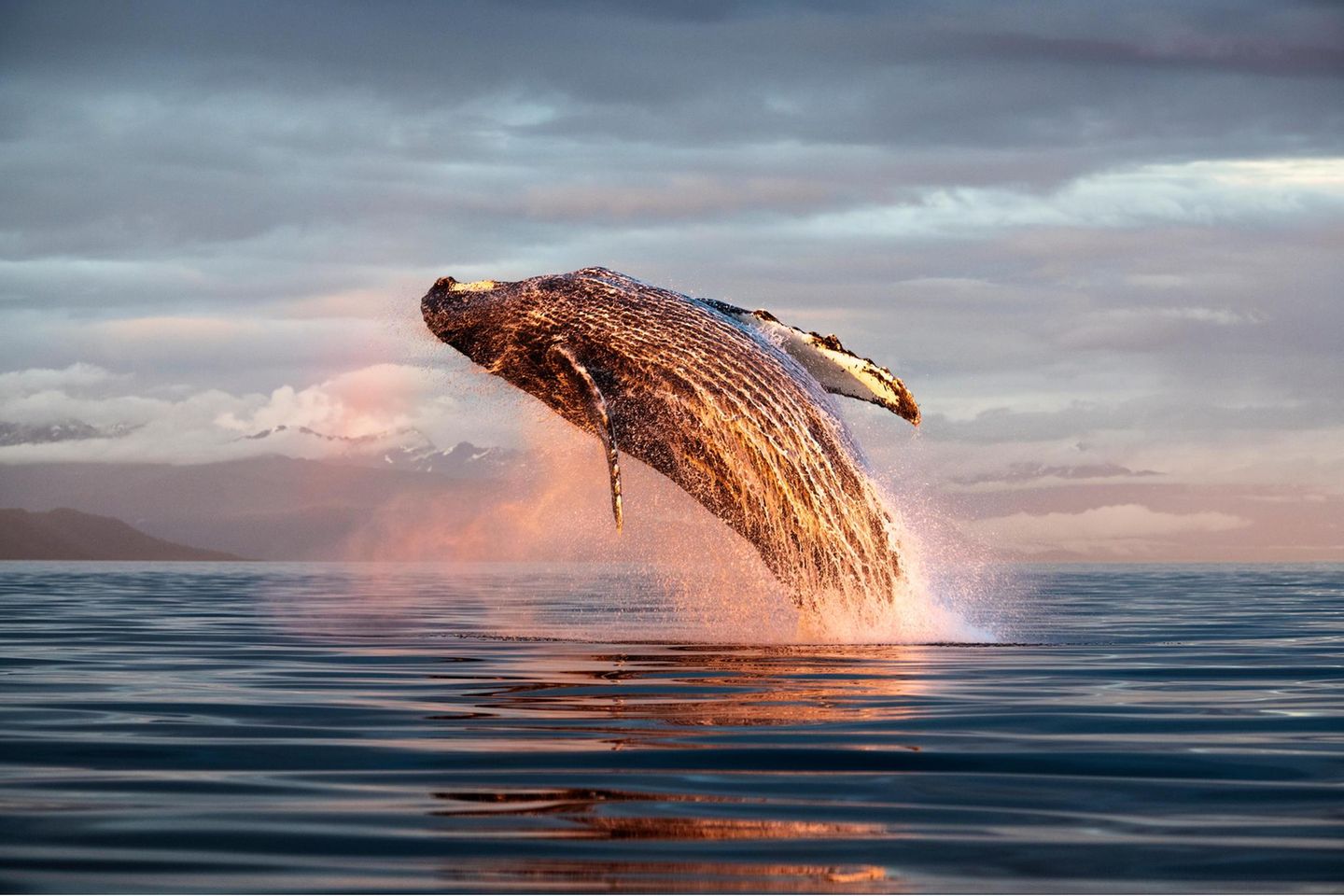 North Pacific humpback whale (Megaptera novaeangliae kuzira)