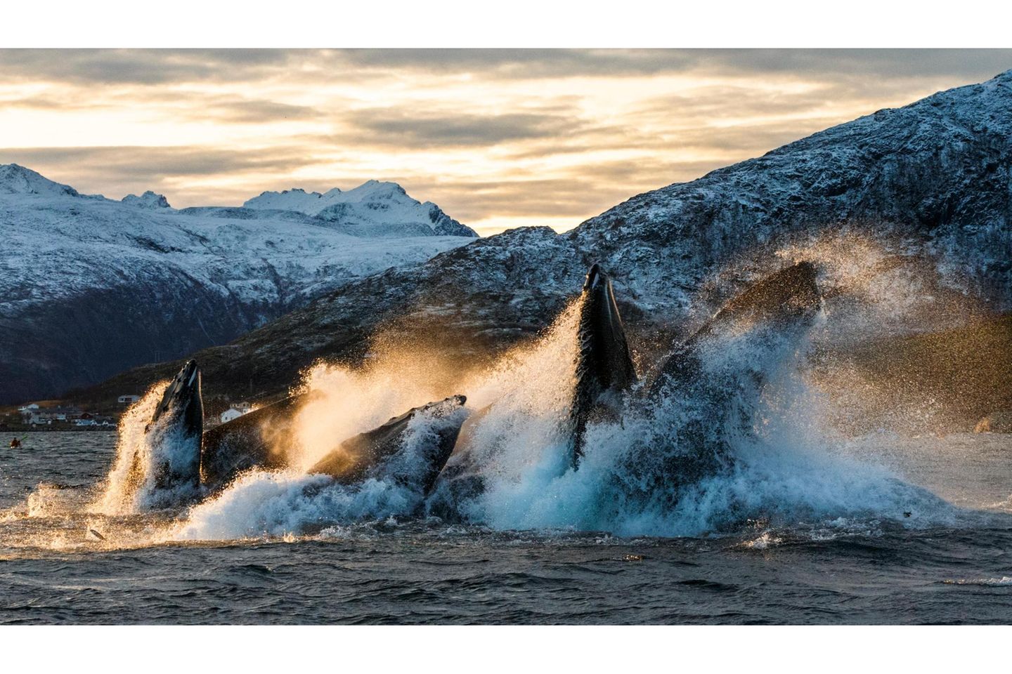 Humpback whales (Megaptera novaeangliae