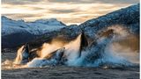 Humpback whales (Megaptera novaeangliae