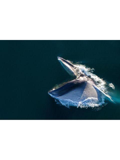Mit aufgerissenem Maul stürzt sich dieser Finnwal auf einen Krillschwarm. Sein Kehlsack nimmt Wasser inklusive Beute auf, bis zu 70 Kubikmeter fließen in seinen Körper. Er schließt sein Maul und presst anschließend das Wasser durch die Barten wieder heraus. Diese Form des Jagens führt die bis zu 27 Meter langen Kolosse selbst in 200 Meter Tiefe. Während einer solchen Attacke müssen die Wale ihren Körper kräftig bewegen, um den Wasserwiderstand zu überwinden – und das wiederum zehrt an den Sauerstoffvorräten. Bereits nach sieben bis acht Happen sind die Tiere deshalb so erschöpft, dass sie zum Luftholen nach oben kommen müssen. Doch der Aufwand lohnt sich: Manche Finnwale verschlingen pro Tag mehr als zwei Tonnen der etwa daumenlangen Krebse, die mit ihnen eng verwandten Blauwale bringen es sogar auf vier Tonnen