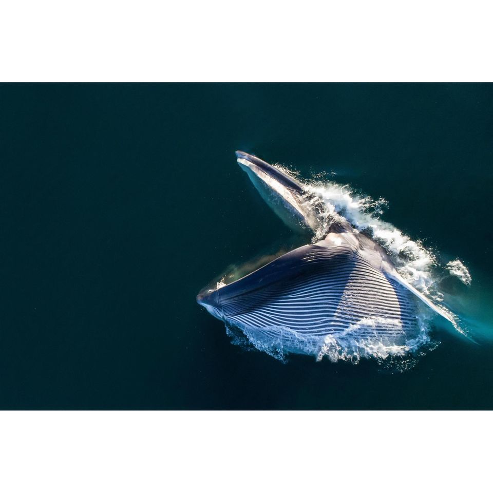 Mit aufgerissenem Maul stürzt sich dieser Finnwal auf einen Krillschwarm. Sein Kehlsack nimmt Wasser inklusive Beute auf, bis zu 70 Kubikmeter fließen in seinen Körper. Er schließt sein Maul und presst anschließend das Wasser durch die Barten wieder heraus. Diese Form des Jagens führt die bis zu 27 Meter langen Kolosse selbst in 200 Meter Tiefe. Während einer solchen Attacke müssen die Wale ihren Körper kräftig bewegen, um den Wasserwiderstand zu überwinden – und das wiederum zehrt an den Sauerstoffvorräten. Bereits nach sieben bis acht Happen sind die Tiere deshalb so erschöpft, dass sie zum Luftholen nach oben kommen müssen. Doch der Aufwand lohnt sich: Manche Finnwale verschlingen pro Tag mehr als zwei Tonnen der etwa daumenlangen Krebse, die mit ihnen eng verwandten Blauwale bringen es sogar auf vier Tonnen