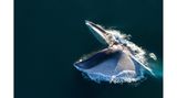 Mit aufgerissenem Maul stürzt sich dieser Finnwal auf einen Krillschwarm. Sein Kehlsack nimmt Wasser inklusive Beute auf, bis zu 70 Kubikmeter fließen in seinen Körper. Er schließt sein Maul und presst anschließend das Wasser durch die Barten wieder heraus. Diese Form des Jagens führt die bis zu 27 Meter langen Kolosse selbst in 200 Meter Tiefe. Während einer solchen Attacke müssen die Wale ihren Körper kräftig bewegen, um den Wasserwiderstand zu überwinden – und das wiederum zehrt an den Sauerstoffvorräten. Bereits nach sieben bis acht Happen sind die Tiere deshalb so erschöpft, dass sie zum Luftholen nach oben kommen müssen. Doch der Aufwand lohnt sich: Manche Finnwale verschlingen pro Tag mehr als zwei Tonnen der etwa daumenlangen Krebse, die mit ihnen eng verwandten Blauwale bringen es sogar auf vier Tonnen