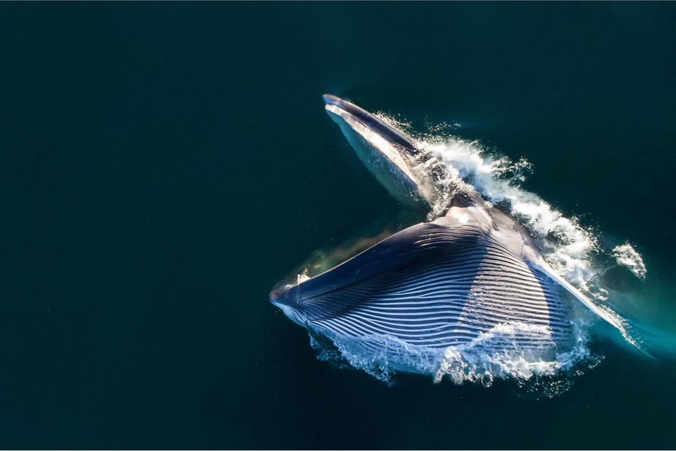 Mit aufgerissenem Maul stürzt sich dieser Finnwal auf einen Krillschwarm. Sein Kehlsack nimmt Wasser inklusive Beute auf, bis zu 70 Kubikmeter fließen in seinen Körper. Er schließt sein Maul und presst anschließend das Wasser durch die Barten wieder heraus. Diese Form des Jagens führt die bis zu 27 Meter langen Kolosse selbst in 200 Meter Tiefe. Während einer solchen Attacke müssen die Wale ihren Körper kräftig bewegen, um den Wasserwiderstand zu überwinden – und das wiederum zehrt an den Sauerstoffvorräten. Bereits nach sieben bis acht Happen sind die Tiere deshalb so erschöpft, dass sie zum Luftholen nach oben kommen müssen. Doch der Aufwand lohnt sich: Manche Finnwale verschlingen pro Tag mehr als zwei Tonnen der etwa daumenlangen Krebse, die mit ihnen eng verwandten Blauwale bringen es sogar auf vier Tonnen  1.5015