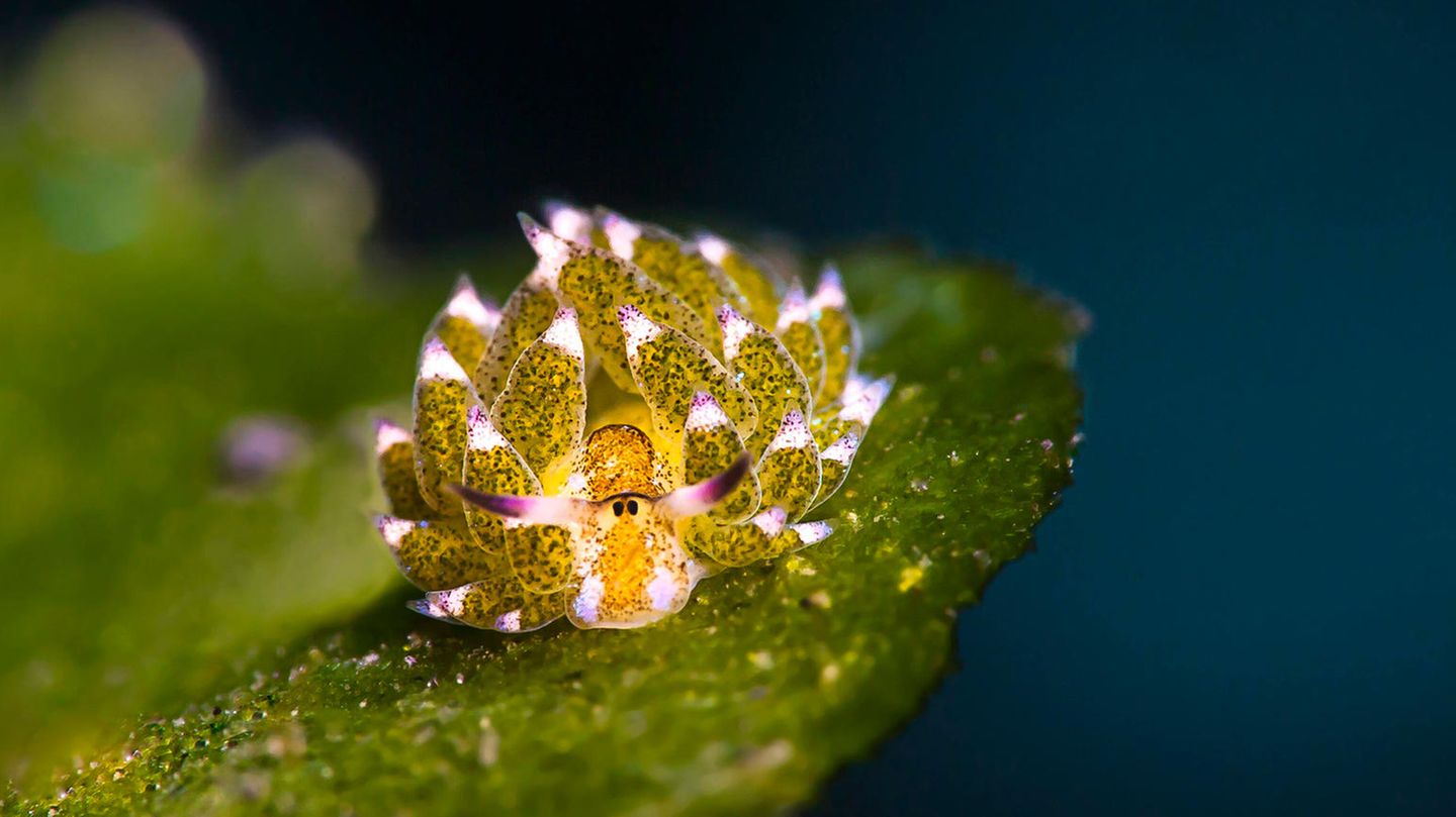 Grüne Schnecke mit stachelartigen Auswüchsen Grüne Schnecke mit stachelartigen Auswüchsen