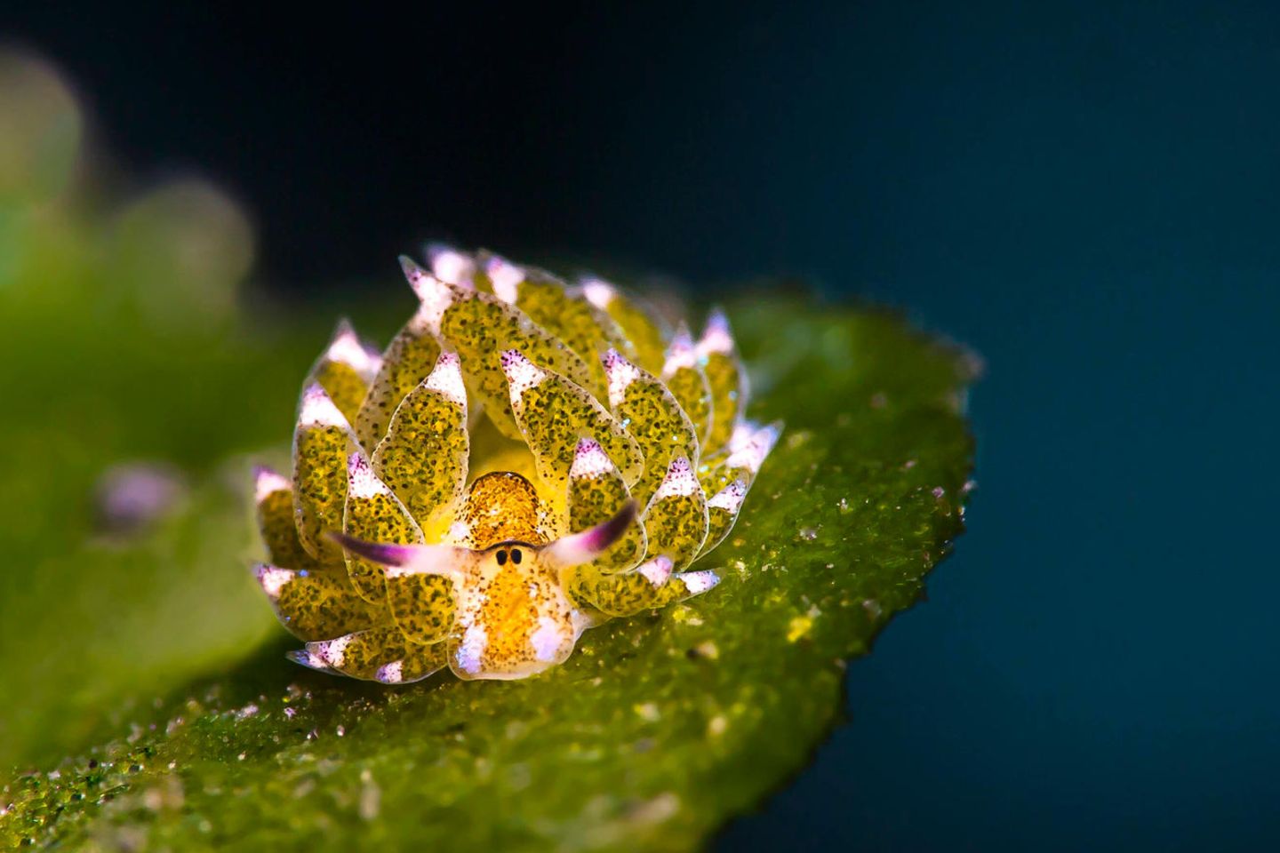 Grüne Schnecke mit stachelartigen Auswüchsen