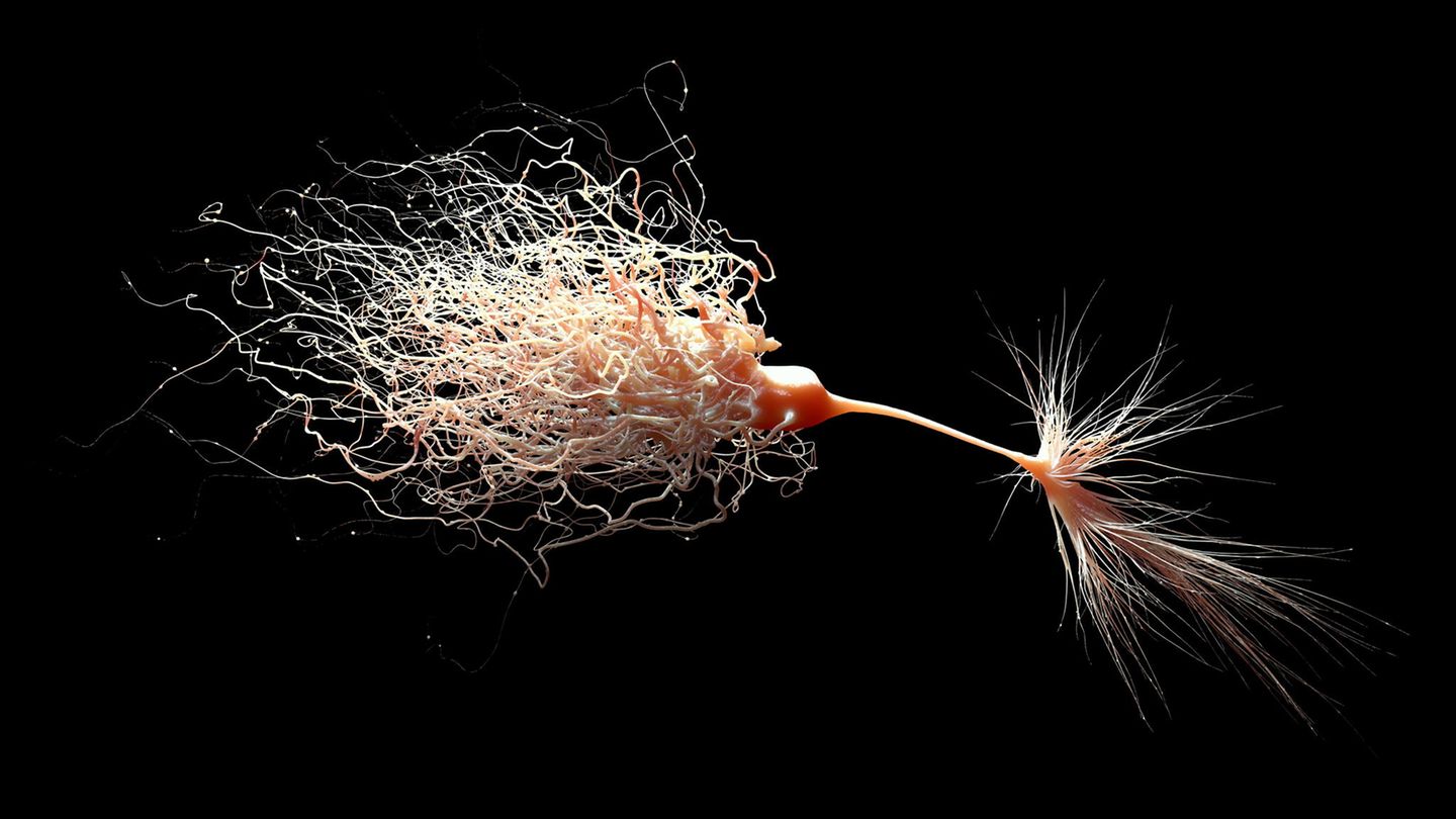 Modells eines Neurons mit seinen vielfältigen Verzweigungen, den Dendriten