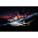 In der Abenddämmerung tauchten mehrere Dutzend Zitronenhaie aus der Tiefe auf und umzingelten das Tauchboot, auf dem Rodolphe Guignard saß. Um das Foto aufzunehmen, hockte er sich auf die Bootstreppe, halb unter Wasser. Durch die Benutzung zweier Kopflampen gelang es ihm, sowohl den Hai als auch die Farben des Sonnenuntergangs zur Geltung zu bringen. 