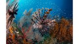 "Lion's Lair" – 3. Platz "Up & Coming" Raja Ampat in Indonesien ist ein Reiseziel, das auf der Bucket List vieler Taucher ganz oben steht – aus gutem Grund. Ziel des Fotografen war es, "ein Foto zu machen, das die Explosion von Leben, Farben und Strukturen einfängt, die man mit der klassischen Raja-Ampat-Unterwasserwelt verbindet." Im Fokus des Bildes: ein Pazifischer Rotfeuerfisch, der sich an einen Schwarzen Federstern schmiegt, umrahmt von Hunderten Glasfischen.