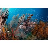 Raja Ampat in Indonesien ist ein Reiseziel, das auf der Bucket List vieler Taucher ganz oben steht – aus gutem Grund. Ziel des Fotografen war es, "ein Foto zu machen, das die Explosion von Leben, Farben und Strukturen einfängt, die man mit der klassischen Raja-Ampat-Unterwasserwelt verbindet." Im Fokus des Bildes: ein Pazifischer Rotfeuerfisch, der sich an einen Schwarzen Federstern schmiegt, umrahmt von Hunderten Glasfischen.