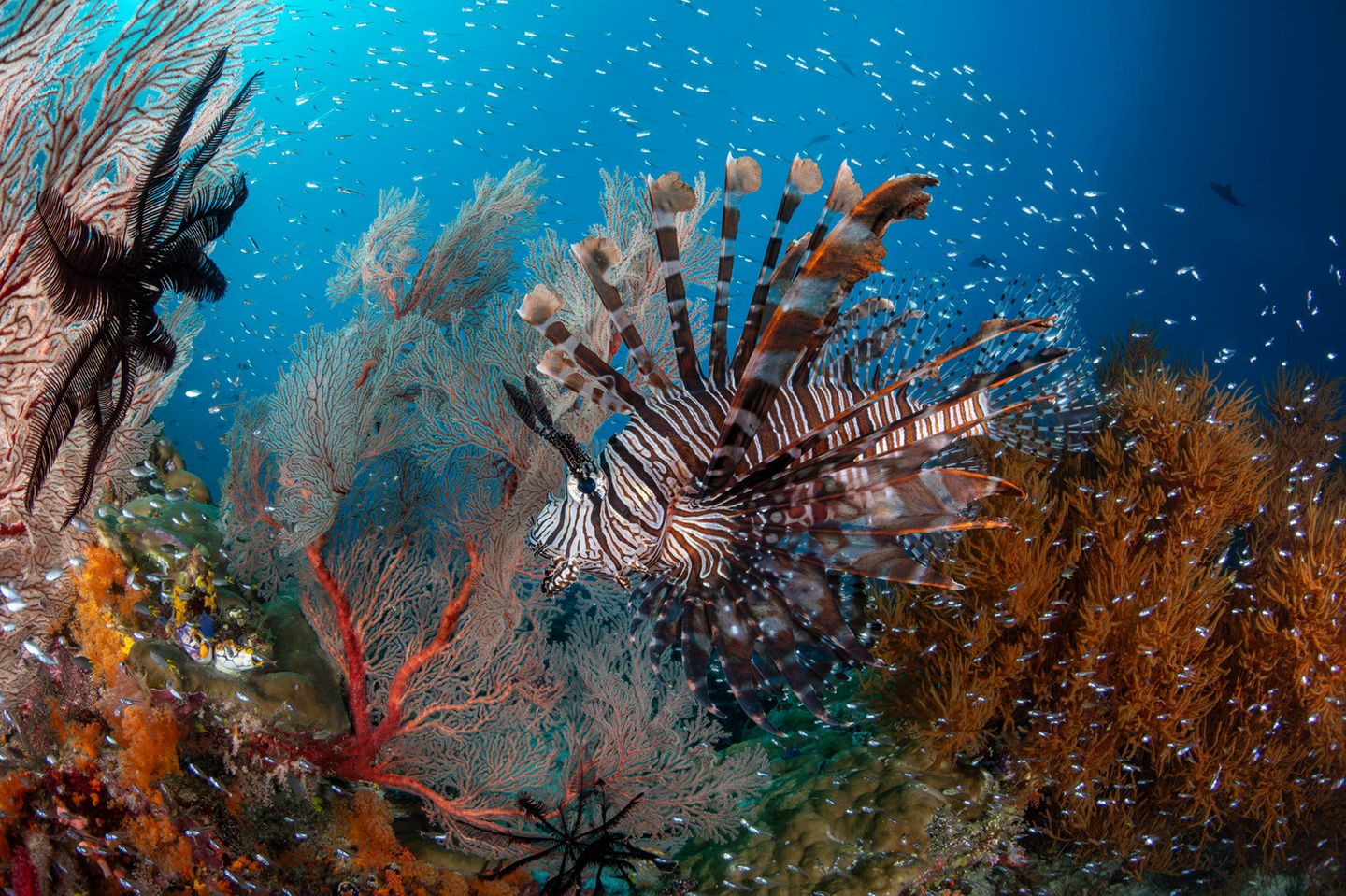 "Lion's Lair" – 3. Platz "Up & Coming" Raja Ampat in Indonesien ist ein Reiseziel, das auf der Bucket List vieler Taucher ganz oben steht – aus gutem Grund. Ziel des Fotografen war es, "ein Foto zu machen, das die Explosion von Leben, Farben und Strukturen einfängt, die man mit der klassischen Raja-Ampat-Unterwasserwelt verbindet." Im Fokus des Bildes: ein Pazifischer Rotfeuerfisch, der sich an einen Schwarzen Federstern schmiegt, umrahmt von Hunderten Glasfischen.