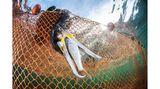 Jedes Jahr verfangen sich Tausende von Seevögeln in Fischernetzen auf den Meeren und Ozeanen der Erde. Die Vögel tauchen nach Beutefischen und können dabei in den Maschen hängen bleiben. Meist verenden sie darin, da sie sich selbst kaum befreien können. Das Foto von Javier Murcia zeigt einen großen Kormoran im Netz in der Küstenlagune des Mar Menor.