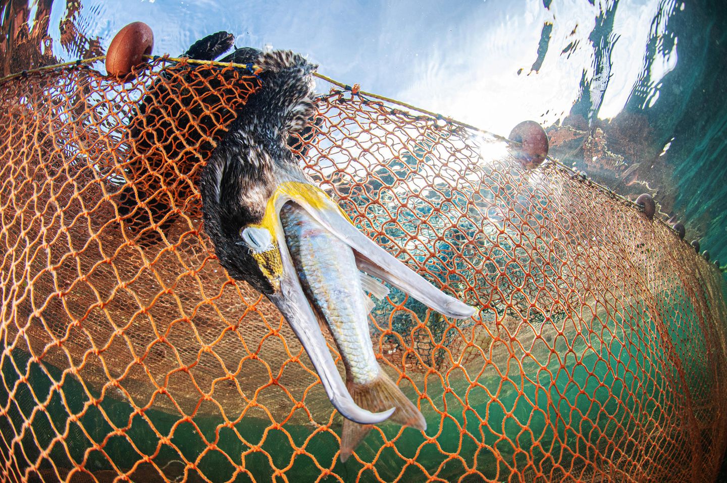 "very bad luck" – 3. Platz "Marine Conservation" Jedes Jahr verfangen sich Tausende von Seevögeln in Fischernetzen auf den Meeren und Ozeanen der Erde. Die Vögel tauchen nach Beutefischen und können dabei in den Maschen hängen bleiben. Meist verenden sie darin, da sie sich selbst kaum befreien können. Das Foto von Javier Murcia zeigt einen großen Kormoran im Netz in der Küstenlagune des Mar Menor.