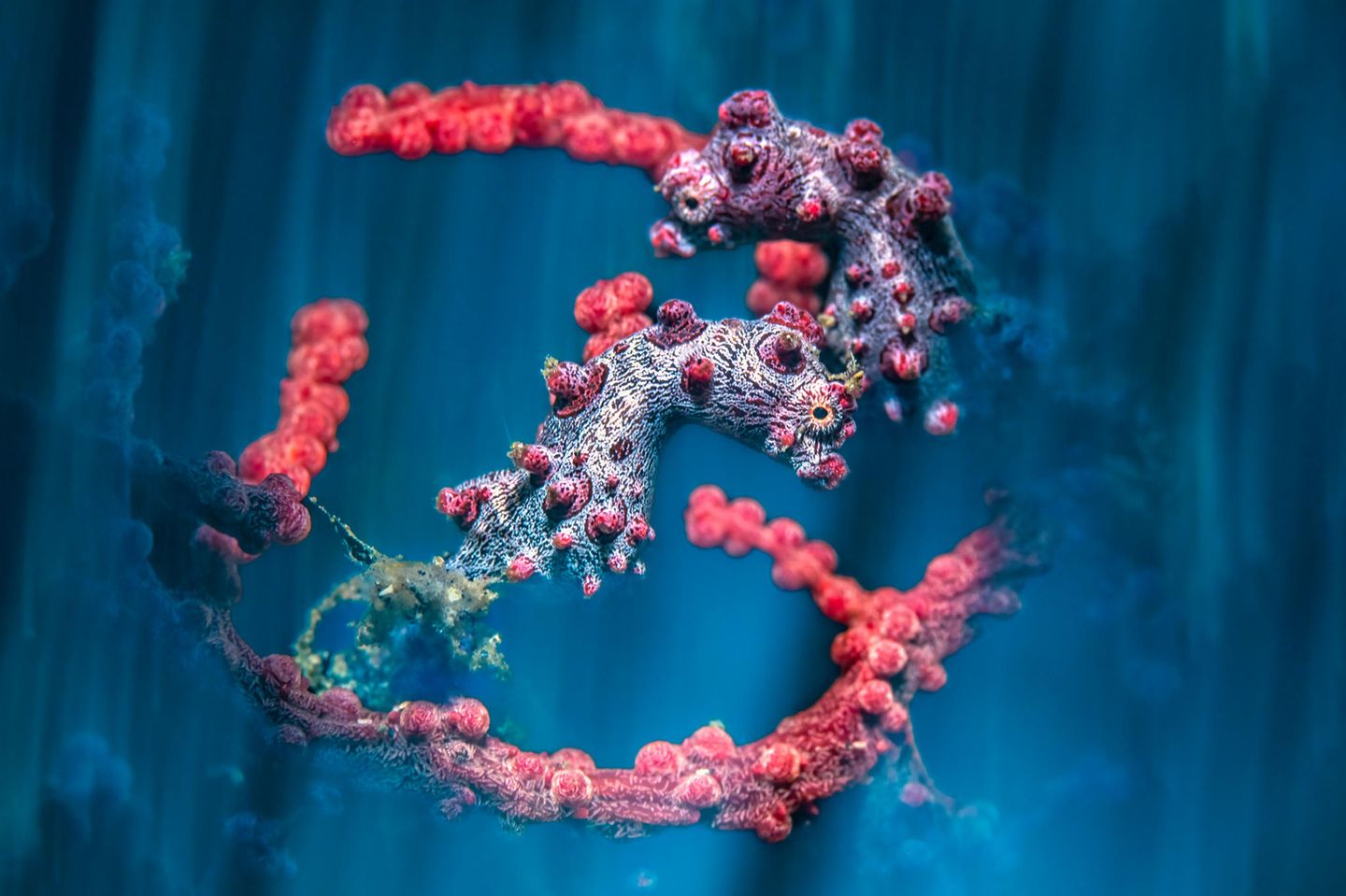 "Double Pygmy" – 3. Platz " Macro" Um ein besonderes Bild der Pygmäenseepferdchen aufzunehmen, hat Byron Conory einige Tricks angewandt: Mithilfe eines speziellen Objektivs, einem manuellen Fokus, einer langen Belichtungszeit und absichtlicher Kamerabewegungen ist diese einzigartige Bildkomposition entstanden. Die Seepferdchen leuchten in ihren strahlenden Farben, der Hintergrund ist unscharf und von einem satten blau, was die Aufnahme der kleinen Tiere ganz besonders macht.