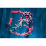 Um ein besonderes Bild der Pygmäenseepferdchen aufzunehmen, hat Byron Conory einige Tricks angewandt: Mithilfe eines speziellen Objektivs, einem manuellen Fokus, einer langen Belichtungszeit und absichtlicher Kamerabewegungen ist diese einzigartige Bildkomposition entstanden. Die Seepferdchen leuchten in ihren strahlenden Farben, der Hintergrund ist unscharf und von einem satten blau, was die Aufnahme der kleinen Tiere ganz besonders macht. 