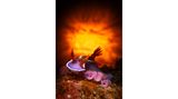 "Nudi on Fire" – 1. Platz "Compact" Dieses Bild einer Nacktschnecke (Hypsolodoris apolegma) mit einer Kaisergarnele auf dem Kopf nahm Enrico Somogyi in Tulamben auf Bali auf. Um den feuerähnlichen Hintergrund zu erzeugen, baute er ein recht aufwendiges Werkzeug. "Am Ende habe ich aber das Bild bekommen, das ich gesucht habe", sagt er über sein Foto.