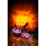 Dieses Bild einer Nacktschnecke (Hypsolodoris apolegma) mit einer Kaisergarnele auf dem Kopf nahm Enrico Somogyi in Tulamben auf Bali auf. Um den feuerähnlichen Hintergrund zu erzeugen, baute er ein recht aufwendiges Werkzeug. "Am Ende habe ich aber das Bild bekommen, das ich gesucht habe", sagt er über sein Foto. 