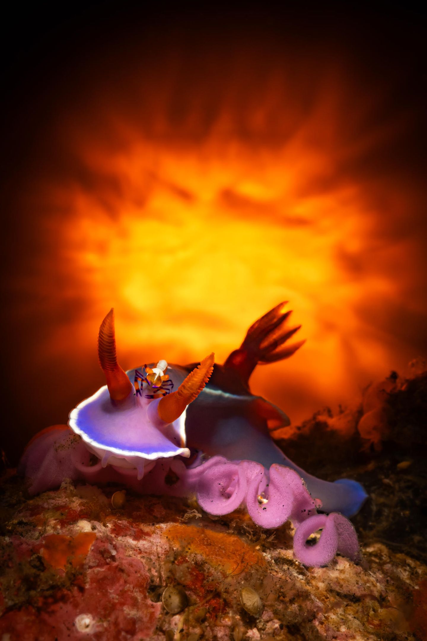 "Nudi on Fire" – 1. Platz "Compact" Dieses Bild einer Nacktschnecke (Hypsolodoris apolegma) mit einer Kaisergarnele auf dem Kopf nahm Enrico Somogyi in Tulamben auf Bali auf. Um den feuerähnlichen Hintergrund zu erzeugen, baute er ein recht aufwendiges Werkzeug. "Am Ende habe ich aber das Bild bekommen, das ich gesucht habe", sagt er über sein Foto.