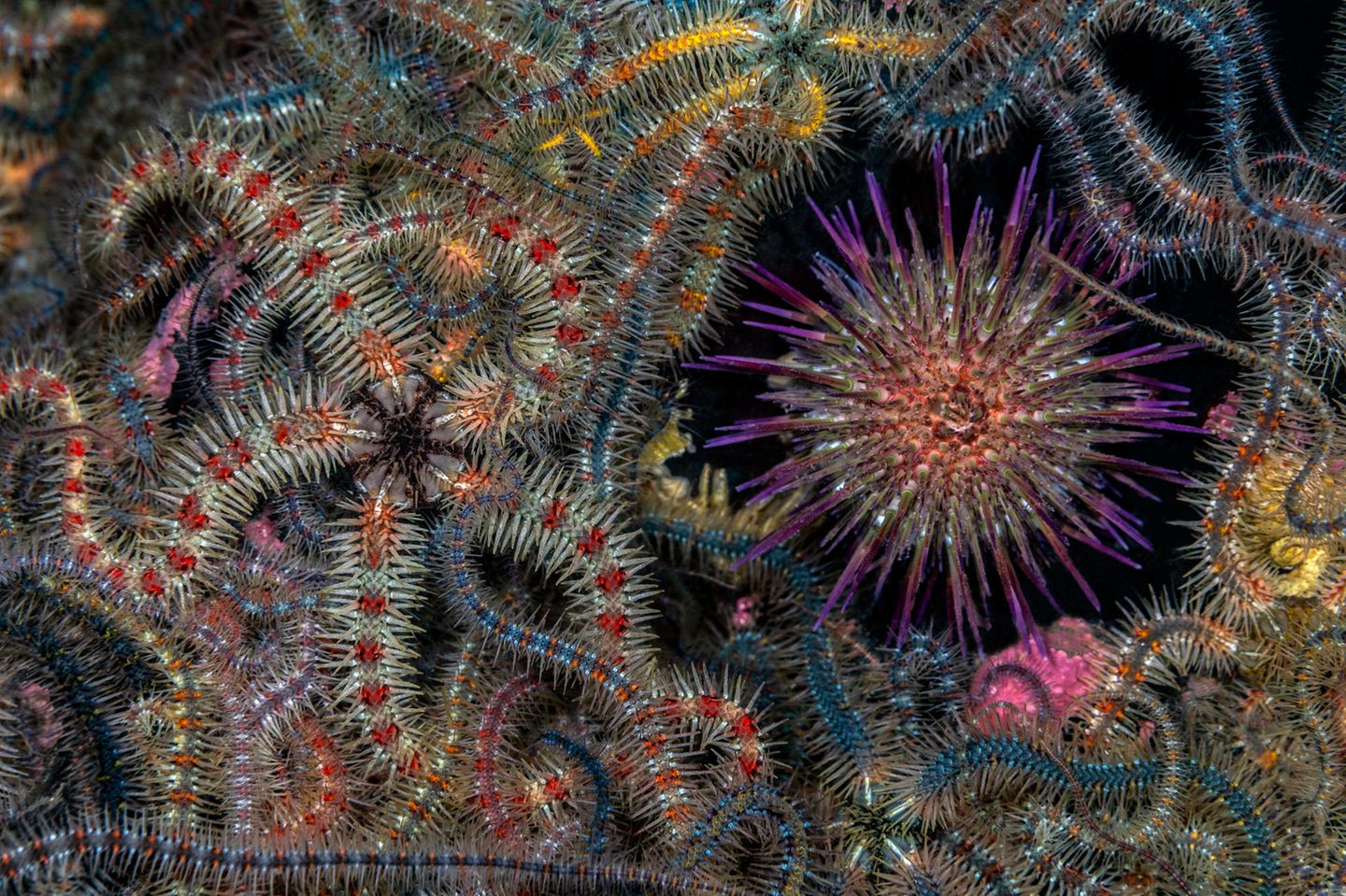 "Star Attraction" – 1. Platz "British Waters Macro" Wie ein bunter Teppich erscheinen die Schlangensterne am Grund des schottischen Loch Leven. Jenny Stock war "fasziniert von der Vielfalt der Farben und Muster jedes einzelnen Sterns" dieser Art, die sie bis dahin noch nie gesehen hatte. Der violette Seeigel ergänzt das Gewirr der Schlangensterne perfekt.