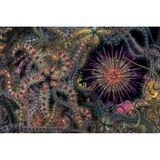 Wie ein bunter Teppich erscheinen die Schlangensterne am Grund des schottischen Loch Leven. Jenny Stock war "fasziniert von der Vielfalt der Farben und Muster jedes einzelnen Sterns" dieser Art, die sie bis dahin noch nie gesehen hatte. Der violette Seeigel ergänzt das Gewirr der Schlangensterne perfekt. 