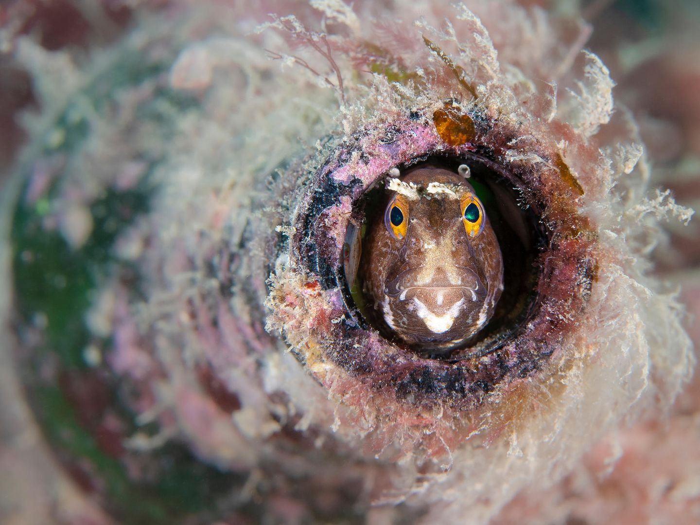 "Bottled Blenny" – 1. Platz "British Waters Living Together" Seeschmetterlinge nutzen meist verlassene Wellhornschnecken als Unterschlupf, aber es scheint, als könnten sie auch kreativ werden. Auf dem Grund des Flusses Fal in Cornwall, inmitten von wunderschönem rosa Muschelkalk, haben sich viele von ihnen ein Zuhause in weggeworfenen Glasflaschen gesucht.