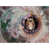 Seeschmetterlinge nutzen meist verlassene Wellhornschnecken als Unterschlupf, aber es scheint, als könnten sie auch kreativ werden. Auf dem Grund des Flusses Fal in Cornwall, inmitten von wunderschönem rosa Muschelkalk, haben sich viele von ihnen ein Zuhause in weggeworfenen Glasflaschen gesucht. 