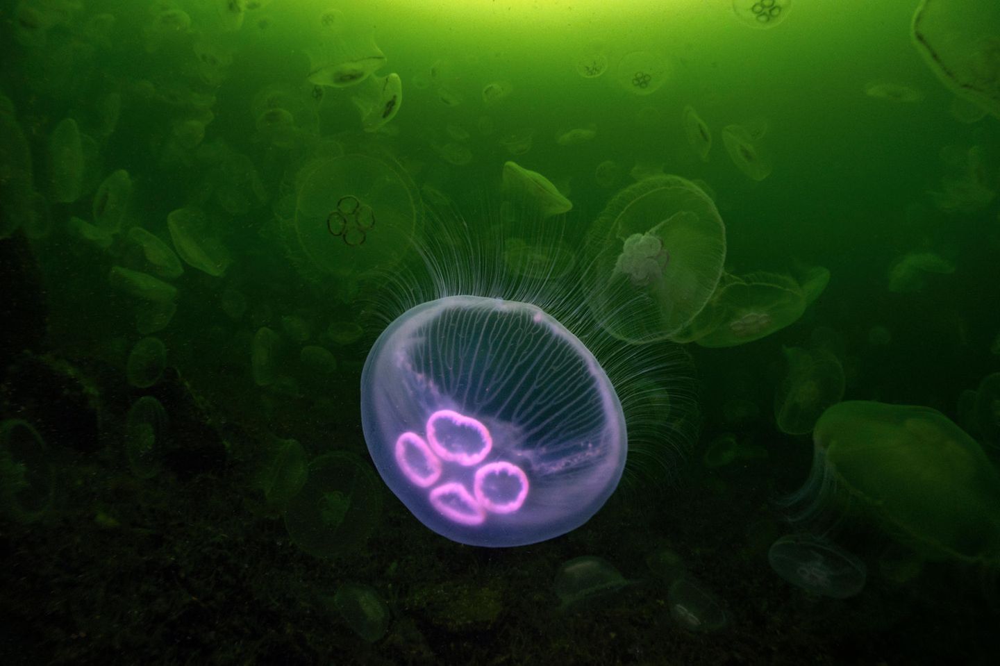"Singled out" – 3. Platz "British Waters Compact" Ein riesiger Schwarm von Mondquallen treibt in 20 Meter Tiefe durch Loch Leven in Schottland. Um eine davon zum Leuchten zu bringen, hat James Lynott sie mit seiner Handlampe angestrahlt. Das Schöne am Tauchen, so der Fotograf: Man weiß nie, was man vorfindet – selbst an Orten, an denen man schon mehrmals gewesen ist.