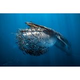 Dieses beeindruckende Bild hat Rafael Fernandez In der mexikanischen Magdalena-Bucht aufgenommen. "Die Sardinenköder lockten eine Vielzahl von Raubtieren an, besonders eindrucksvoll war allerdings der Besuch der Brydewale", erinnert er sich. Das Foto zeigt den Moment eines Angriffs: Der Wal öffnet seine Bauchfalten und verschlingt so Dutzende Sardinen auf einmal.    