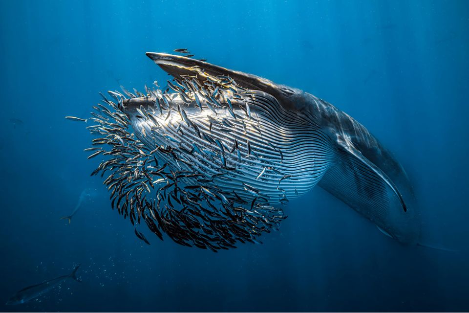 Dieses beeindruckende Bild hat Rafael Fernandez In der mexikanischen Magdalena-Bucht aufgenommen. "Die Sardinenköder lockten eine Vielzahl von Raubtieren an, besonders eindrucksvoll war allerdings der Besuch der Brydewale", erinnert er sich. Das Foto zeigt den Moment eines Angriffs: Der Wal öffnet seine Bauchfalten und verschlingt so Dutzende Sardinen auf einmal.      1.5004