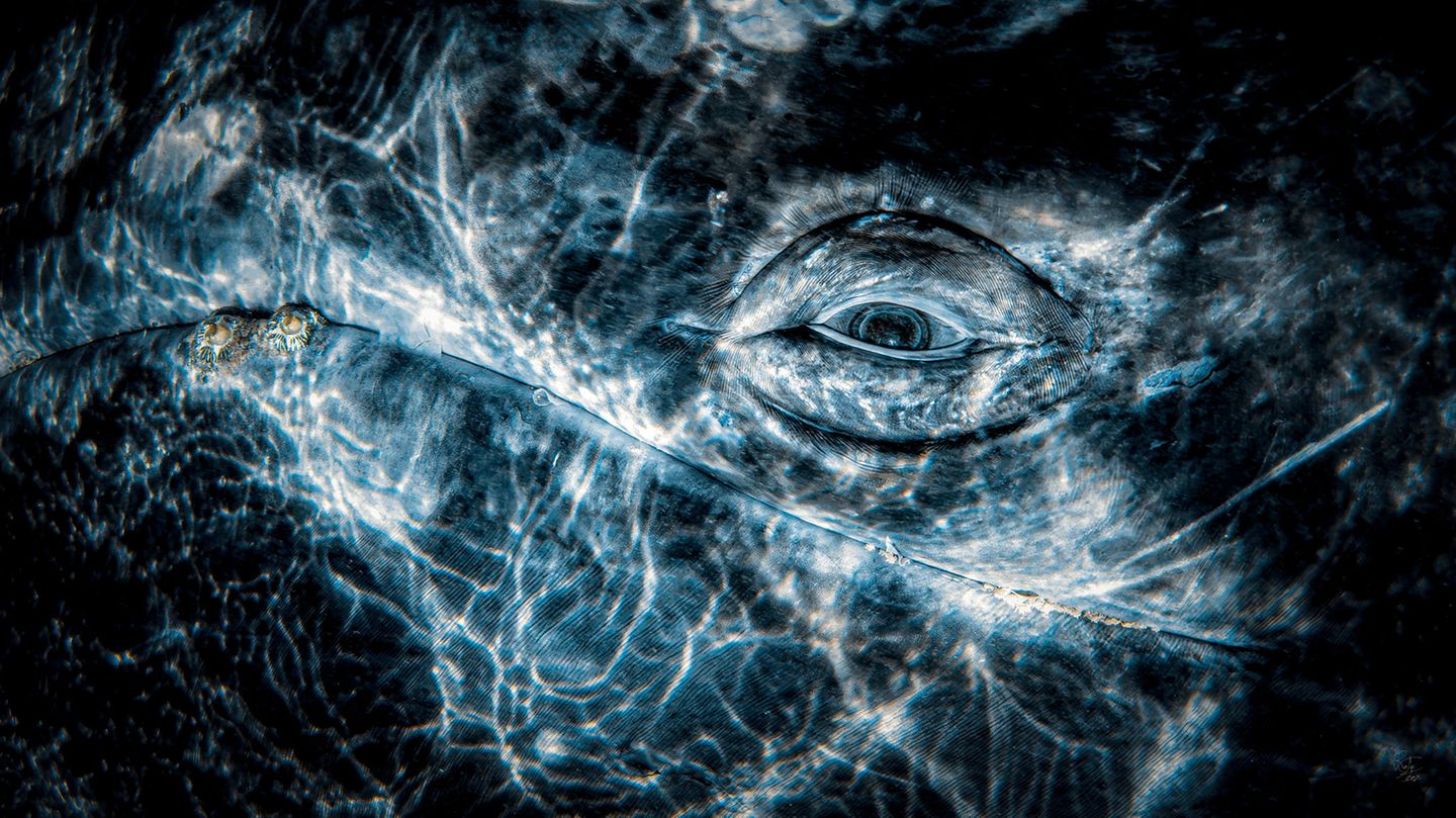Grauwale sind für ihr freundliches und neugieriges Wesen bekannt und nähern sich oft Booten, so dass ihre Verhaltensweisen beobachtet werden können. Dieses Foto wurde vom Boot aus aufgenommen, wobei der Wal einen freundlichen Blick in Richtung der Kamera geworfen hat. 