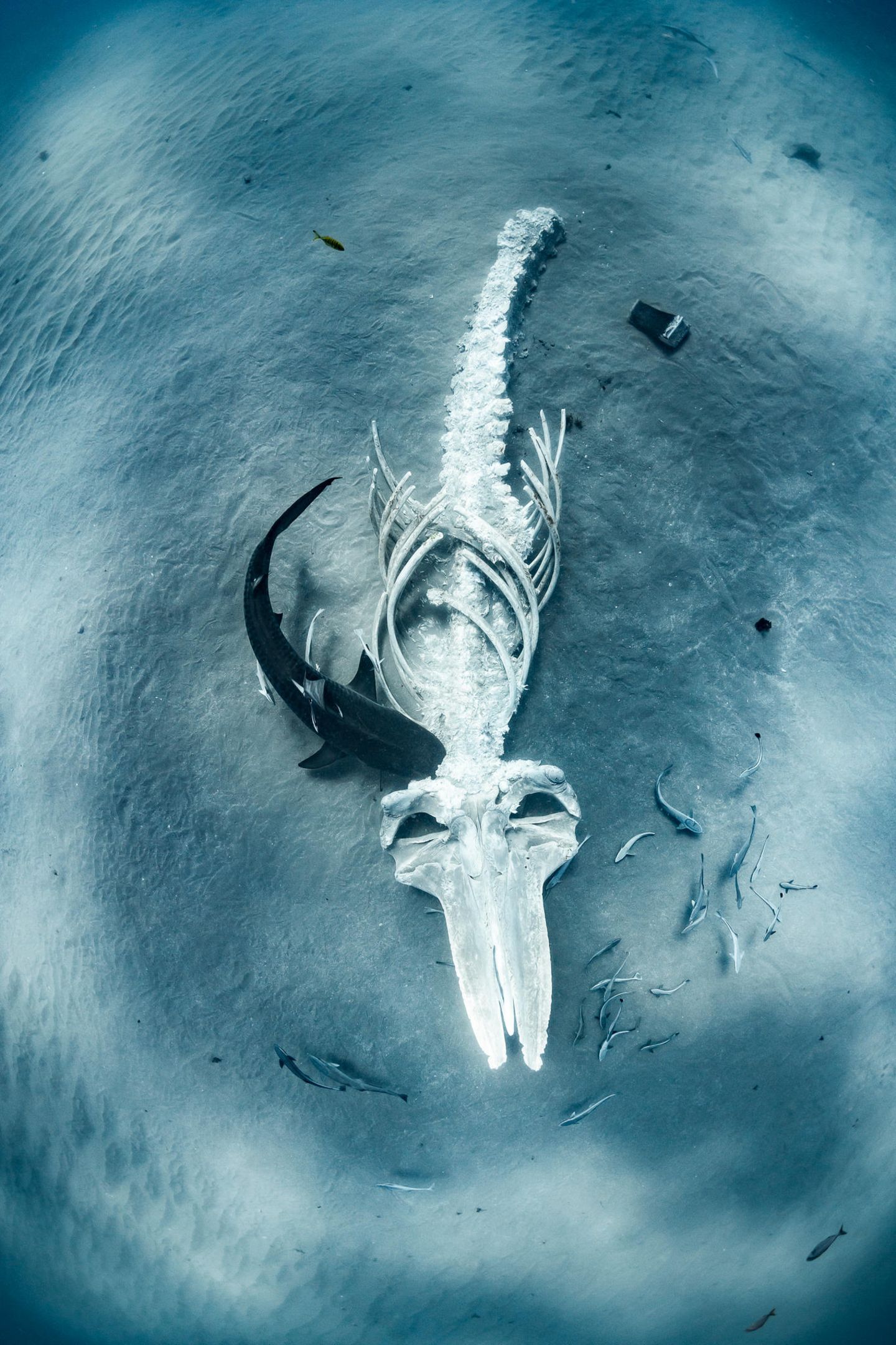 "A tiger shark feeds on a humpbackwhale carcass" – 3. Platz "Behaviour" Der Kadaver eines jungen Buckelwals liegt in der Nähe des Ningaloo Reef in Westaustralien. Brooke Pyke hat festgestellt, dass die Knochen bereits nach wenigen Tagen komplett ausgeweidet waren. Der Tigerhai blieb als Einziger zurück und bediente sich an den Resten. "Dies ist eine der bewegendsten Szenen, die ich je fotografiert habe, fasziniert von der reinen, unverfälschten Schönheit dieser Szene", beschreibt die Fotografin den Moment des Fundes.