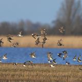 Vögel fliegen im Naturschutzgebiet