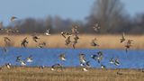 Vögel fliegen im Naturschutzgebiet