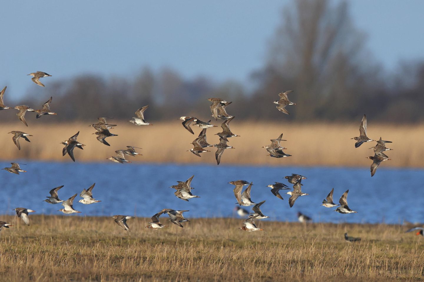 Kampfläufer am Wattenmeer Vögel fliegen im Naturschutzgebiet