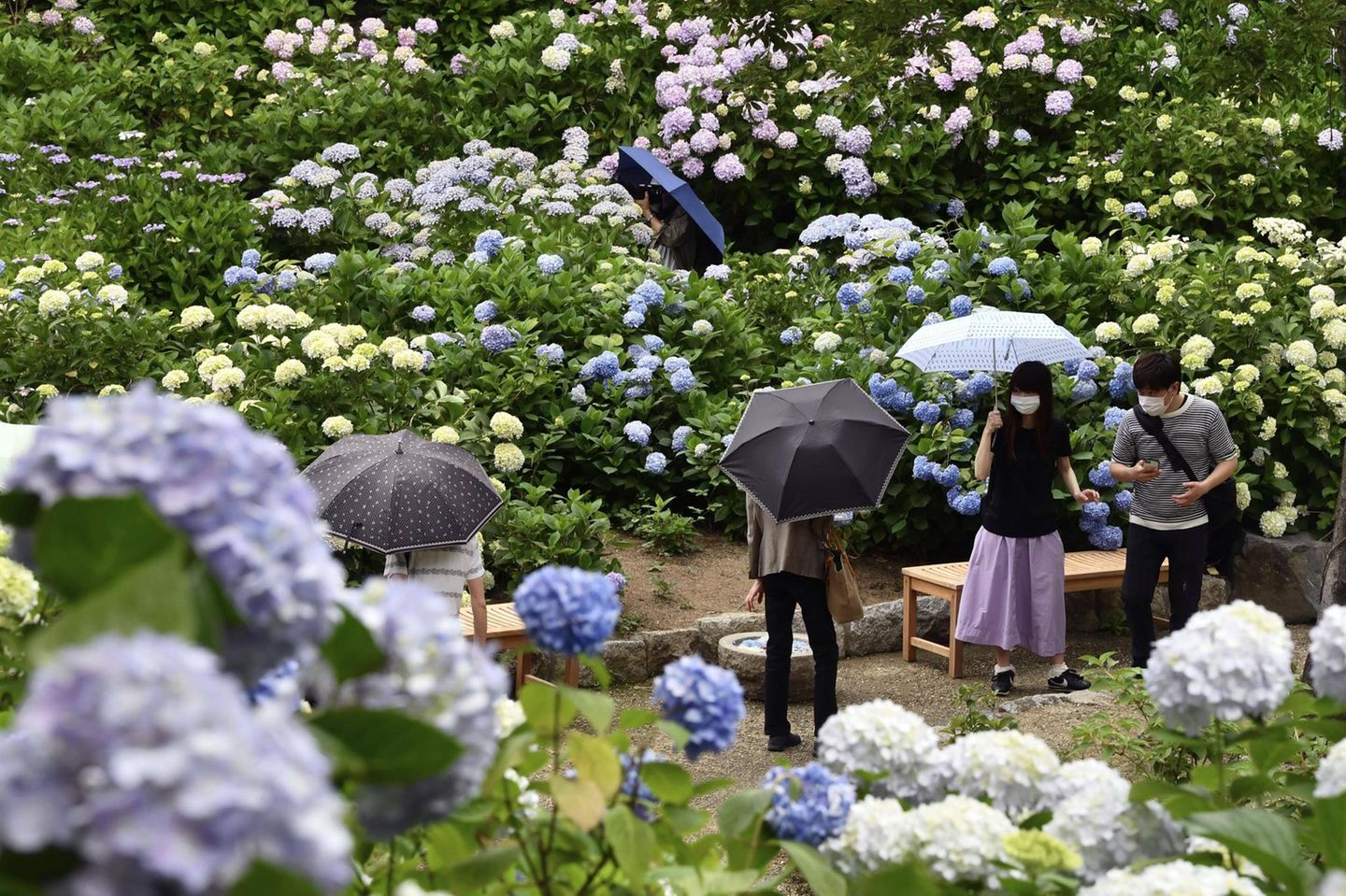 Frühling in den Hortensienfeldern Leute mit Regenschirm im Garten